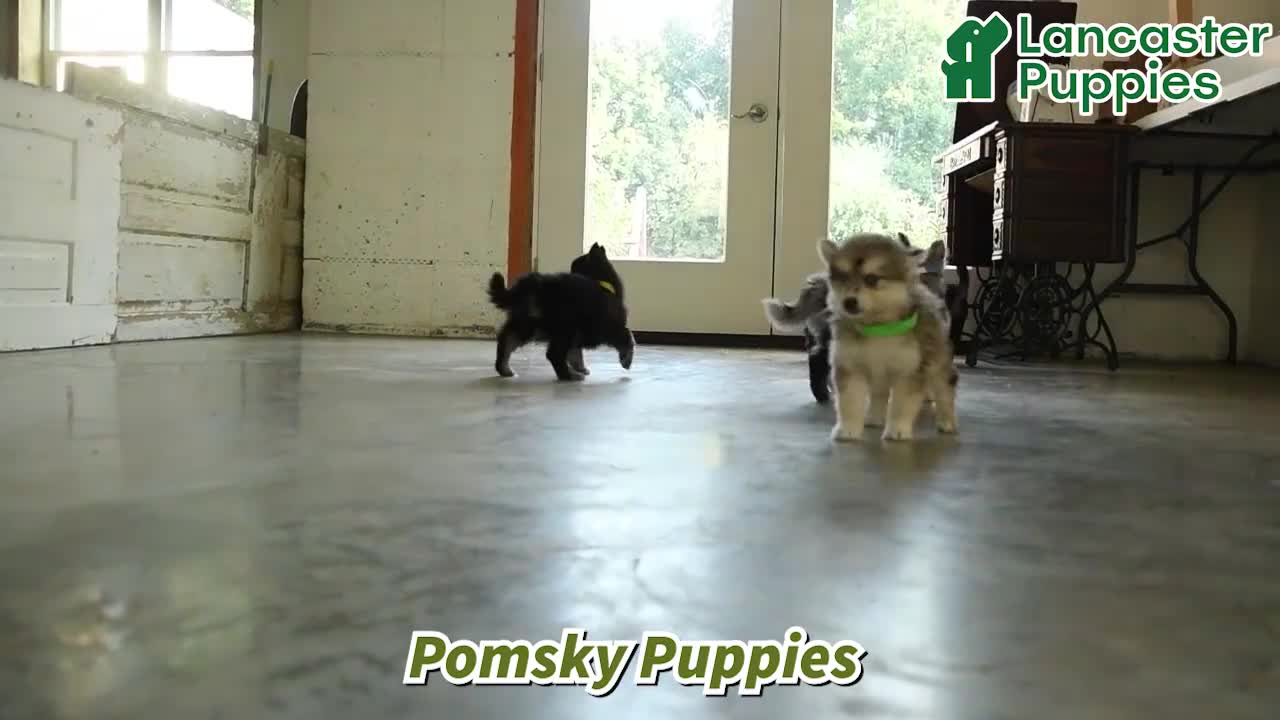 Pomsky dogs for sale: Zuzu - Video 1
