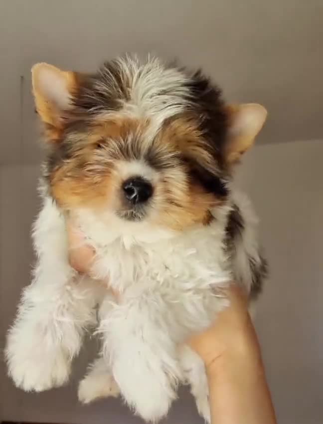 Biewer Terrier dogs for stud:  Biewer Terrier exotic STUD SERVICE(NO FOR SALE) - Video 2