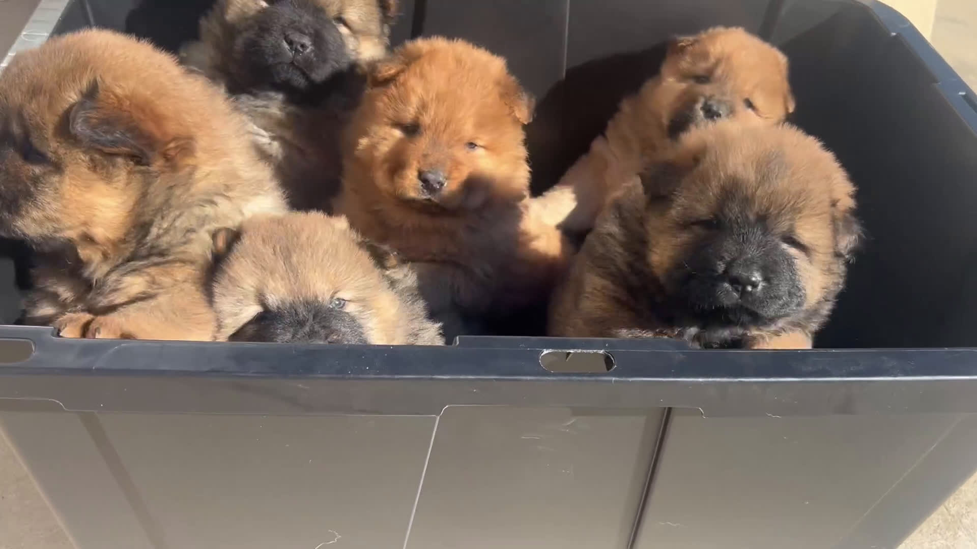 Chow Chow dogs for sale: Chow Chow Puppy 2 - Video 1