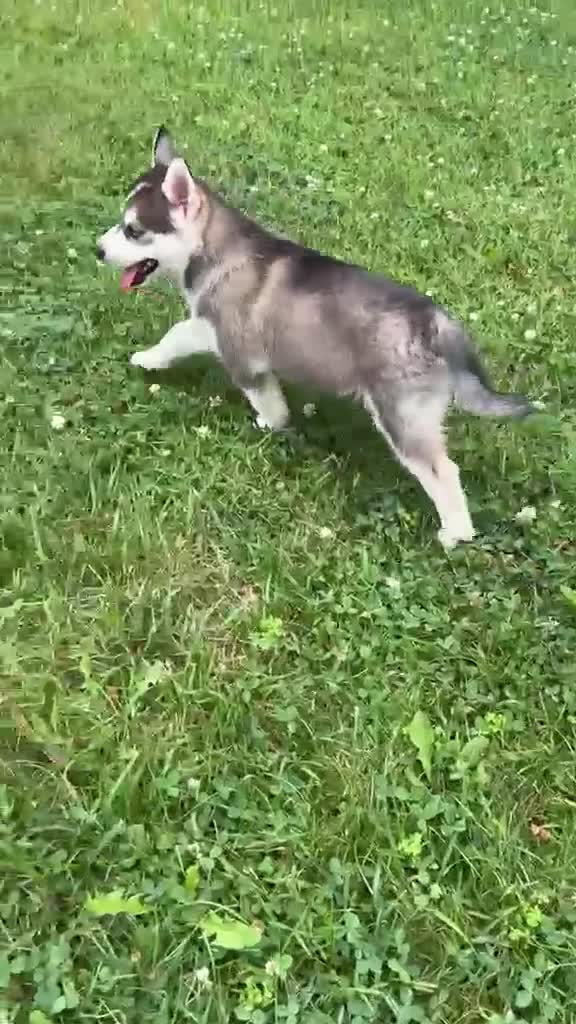 Pomsky dogs for sale: Harley - Video 1