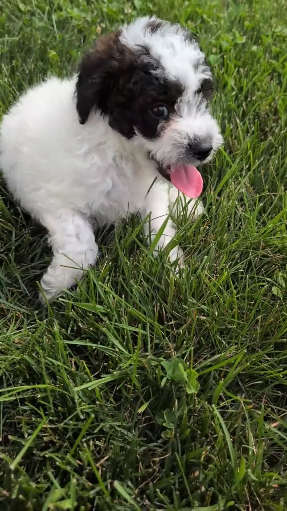 Mixed Breed dogs for sale: Dexter - Video 1