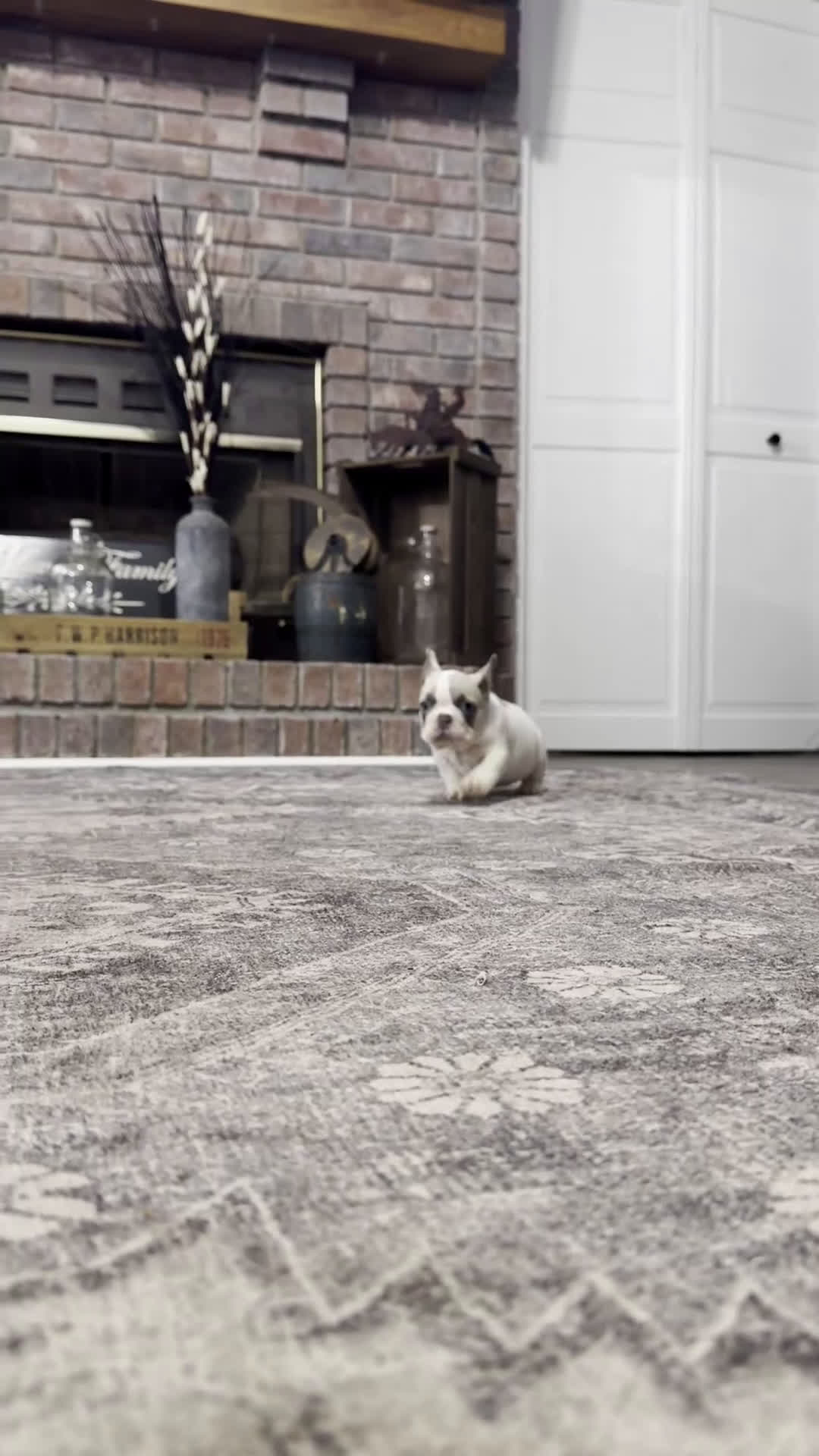 French Bulldog dogs for sale: Rachel - Video 6