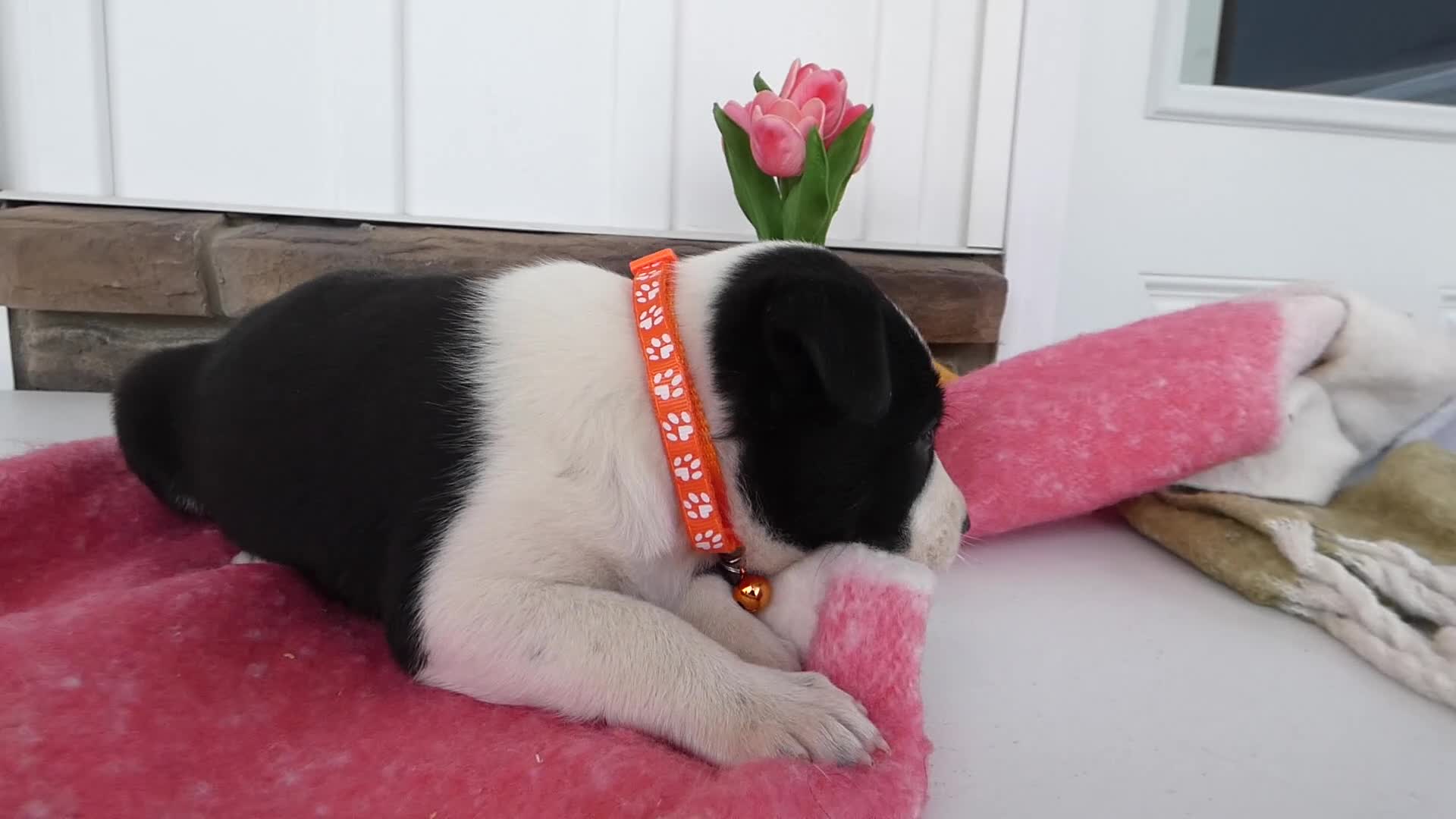 Border Collie dogs for sale: Border Collie Puppy 3 Willie - Video 1
