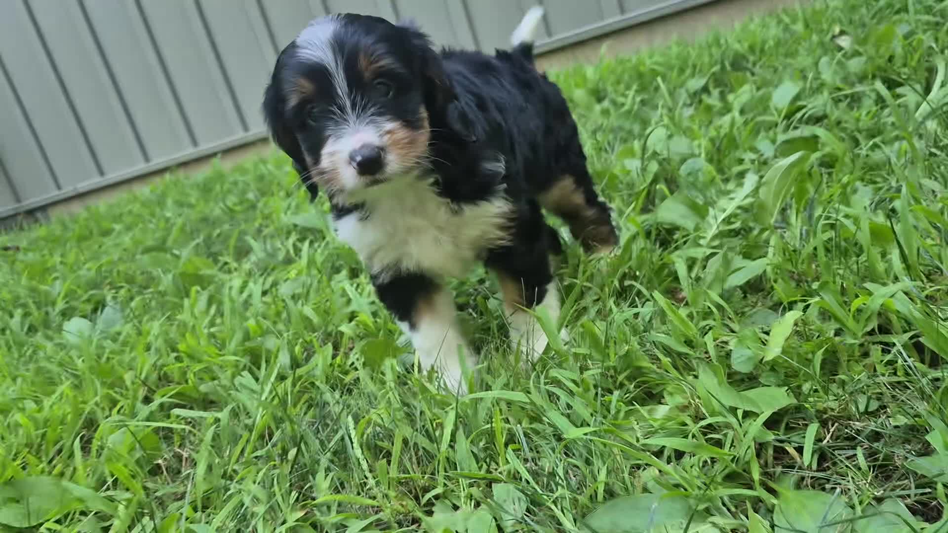 Bernedoodle dogs for sale: Macy  - Video 1