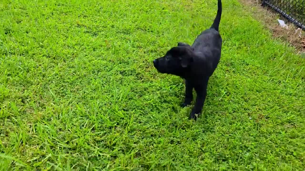Labrador Retriever dogs for sale: Annie - Video 2