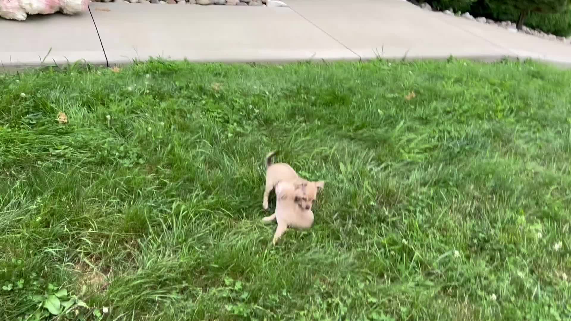 Chihuahua dogs for sale: Milo - Video 1
