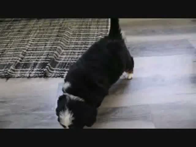Mini Bernedoodle dogs for sale: Justin - Video 1