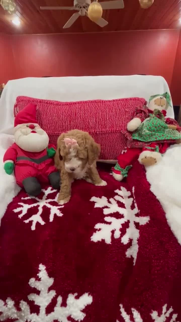 Mini Goldendoodle dogs for sale: Petite Tuxedo Mini Goldendoodle Emmalene - Video 1