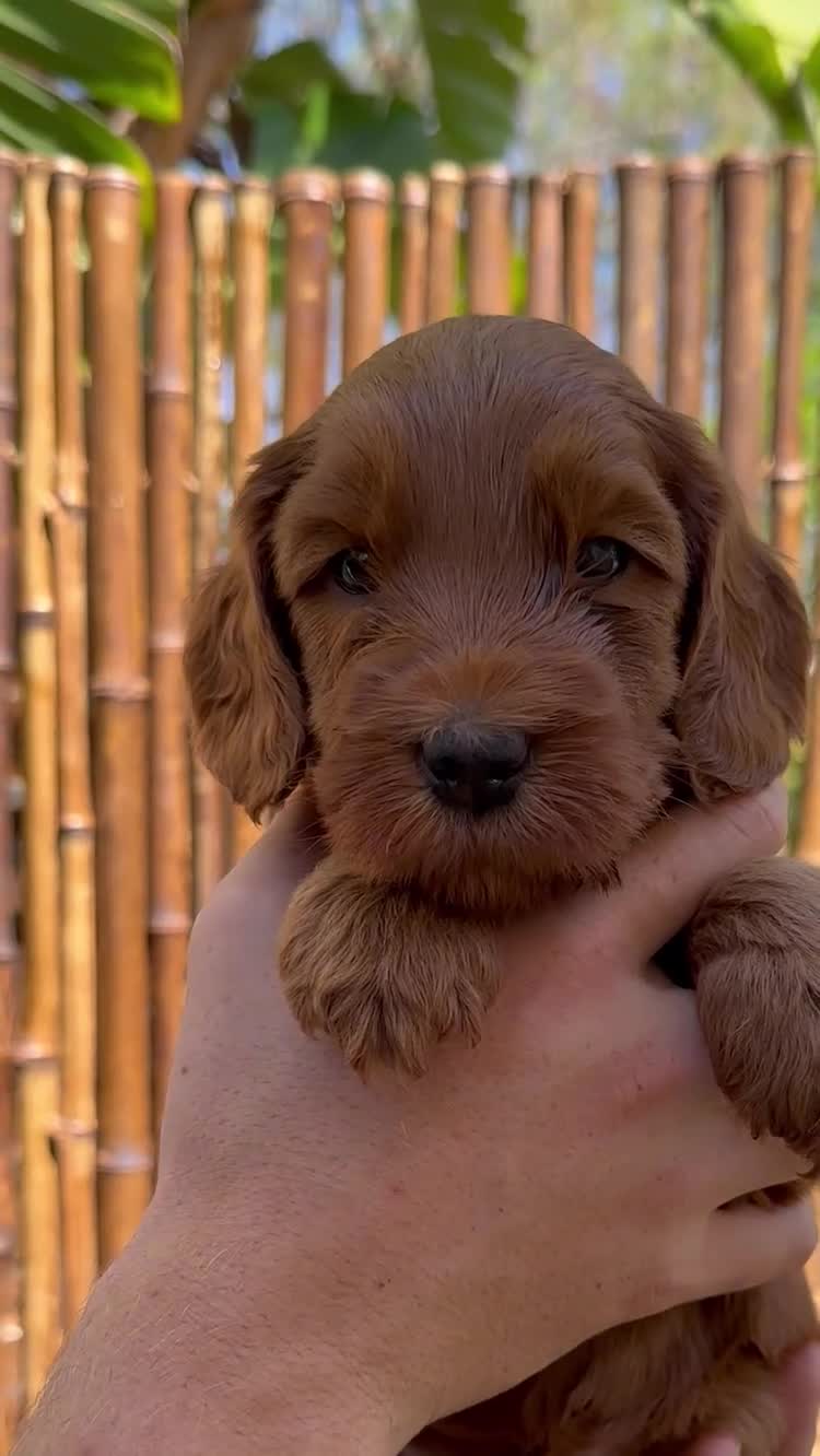 Australian Labradoodle dogs for sale: Skippy - Video 1