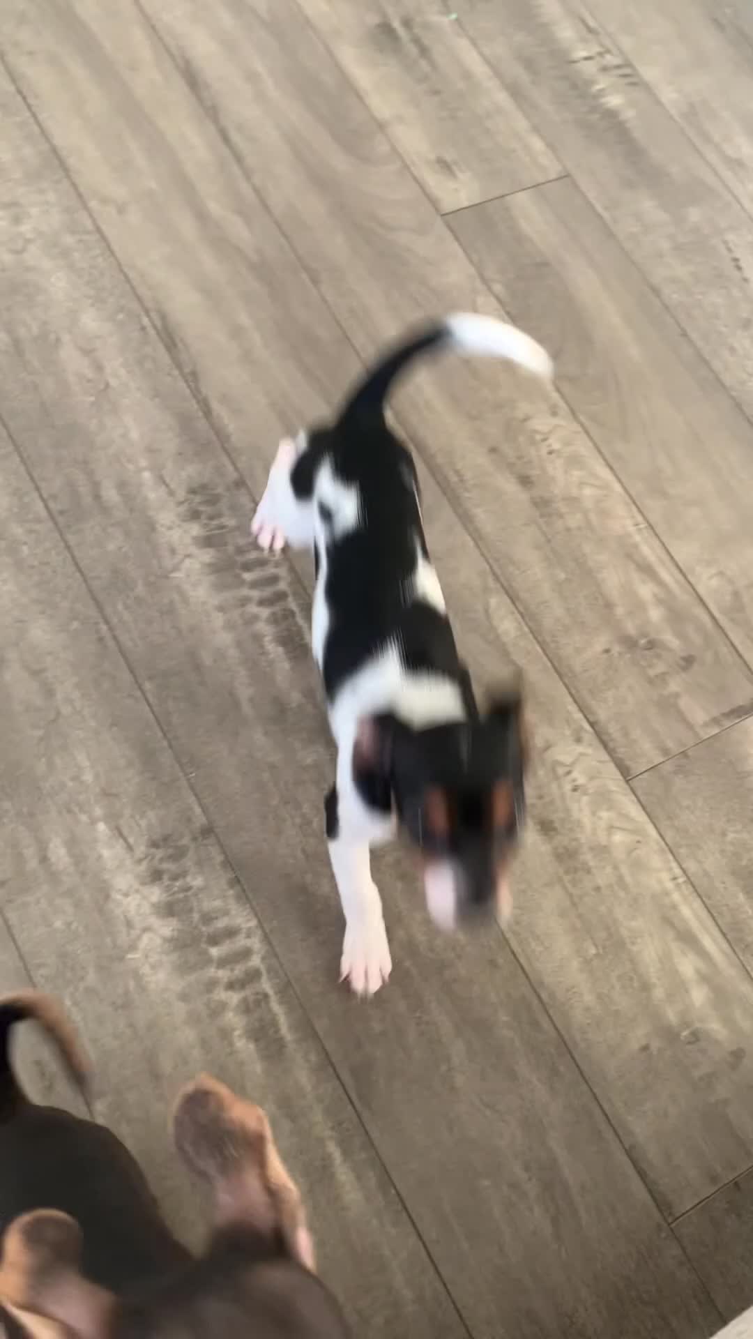 Mixed Breed dogs for sale: Poppy - Video 1