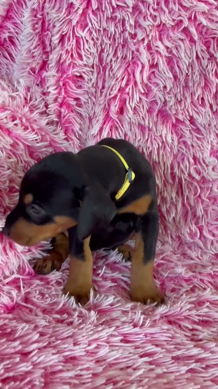 Doberman Pinscher dogs for sale: Doberman Pinscher 9 - Video 1
