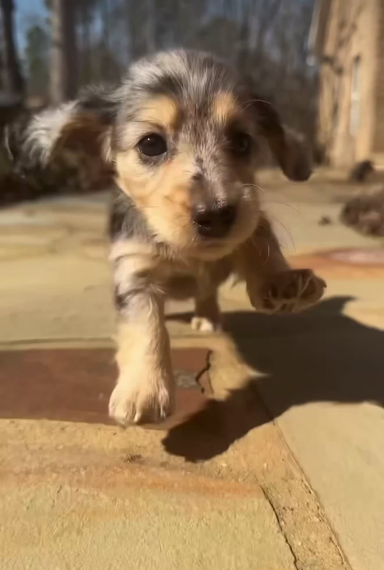 Miniature Dachshund dogs for sale: Charlie  - Video 3