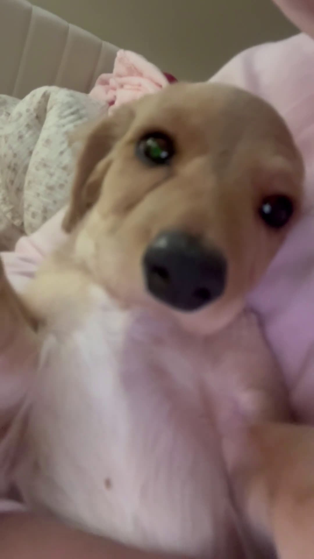 Mixed Breed dogs for sale: Casper - Video 1