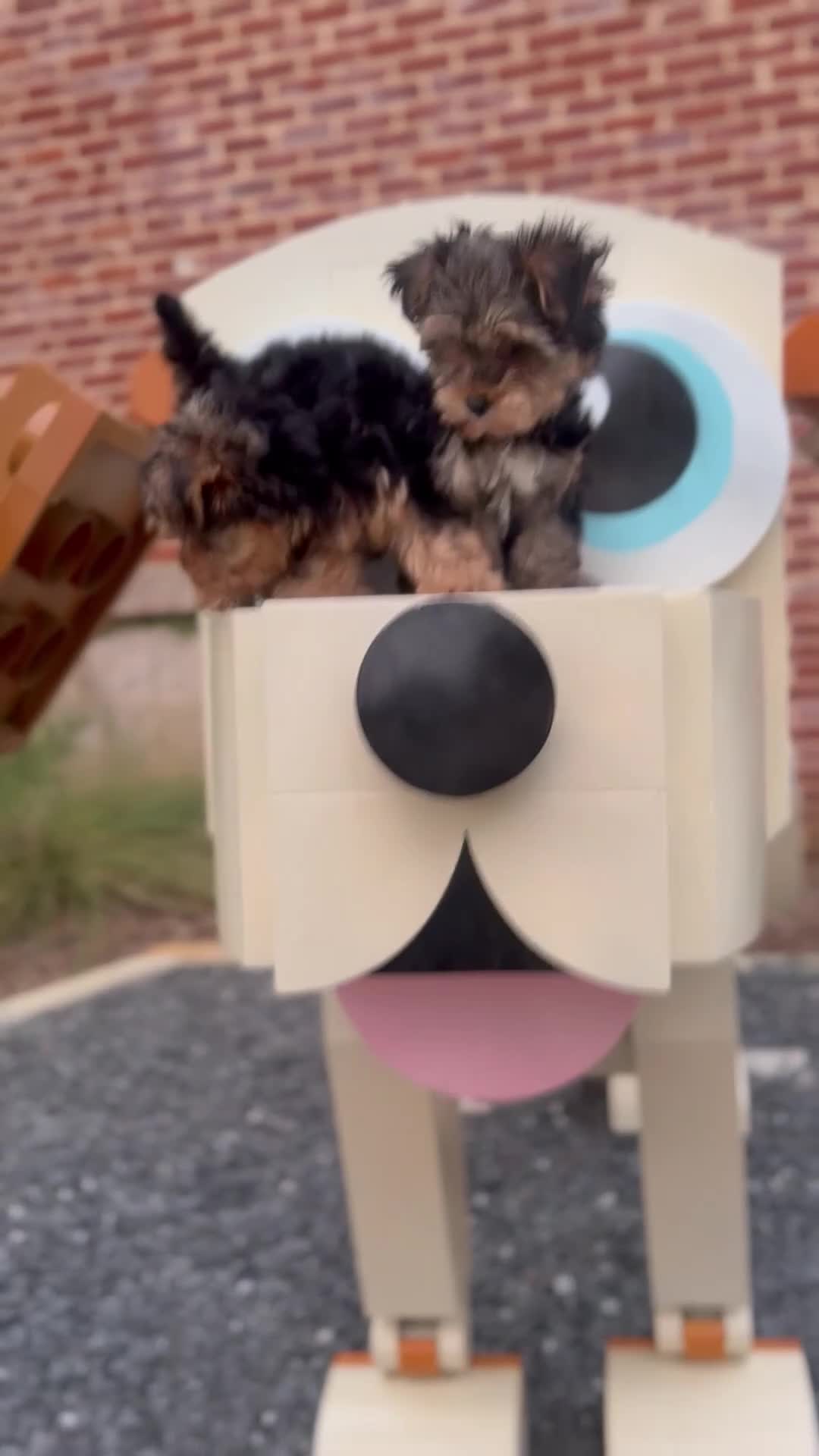 Yorkiepoo dogs for sale: Bo - Video 3