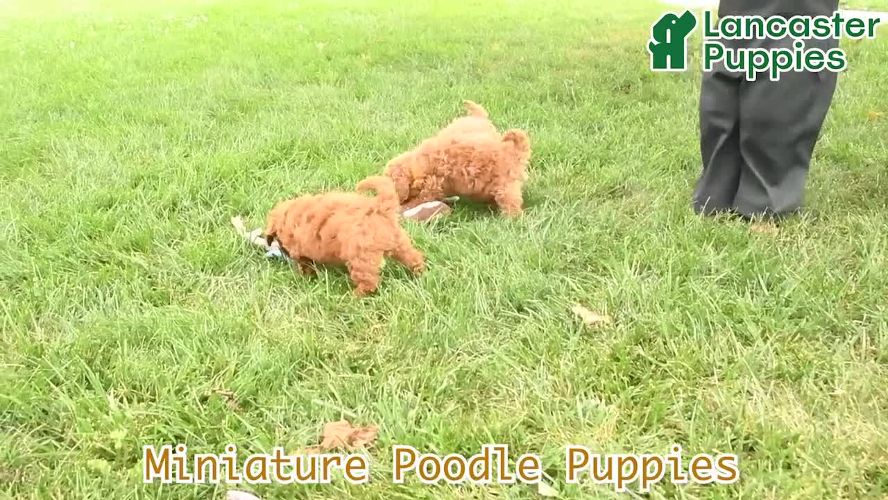 Miniature Poodle dogs for sale: Quintana - Video 1