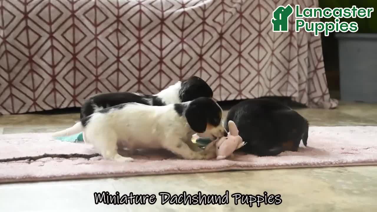 Miniature Dachshund dogs for sale: Roxy - Video 1