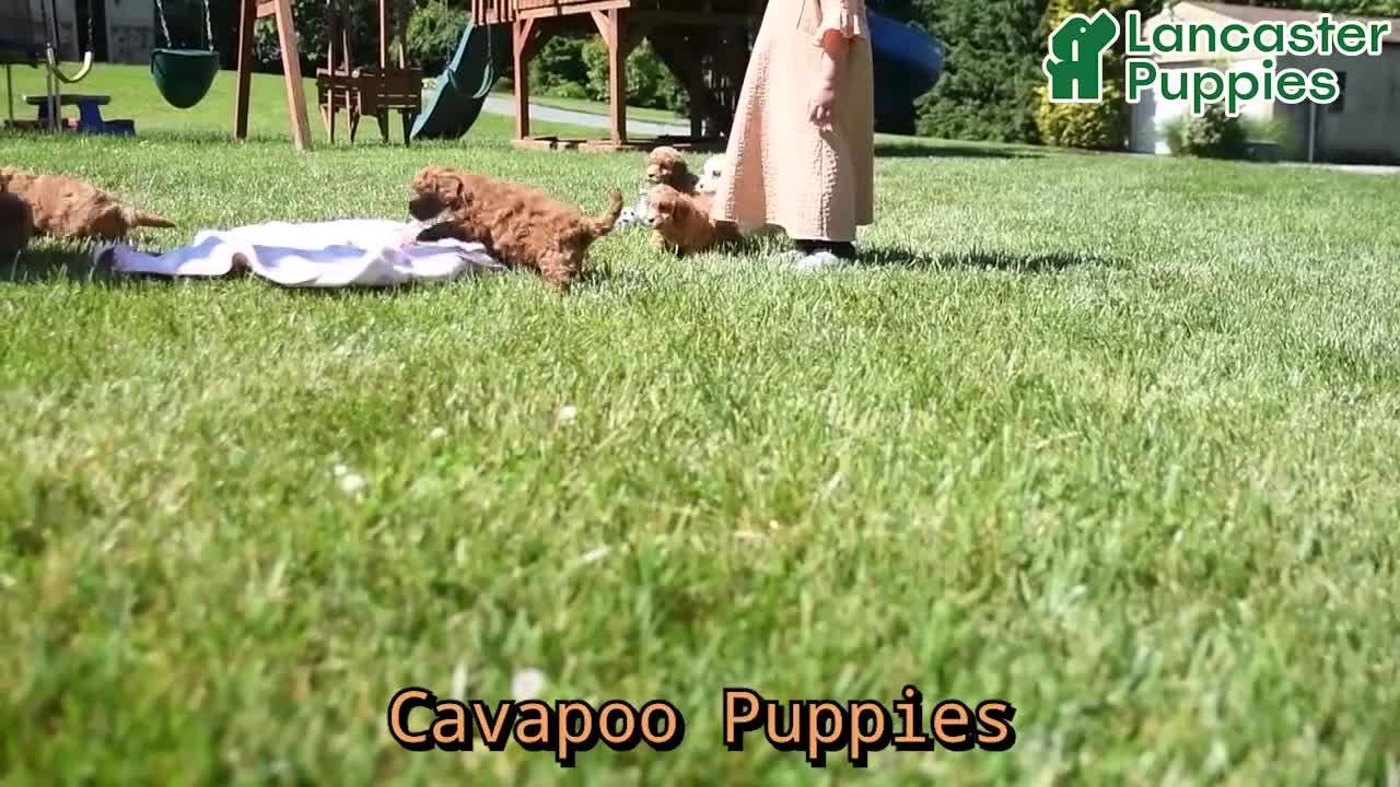 Cavapoo dogs for sale: Forest - Video 1