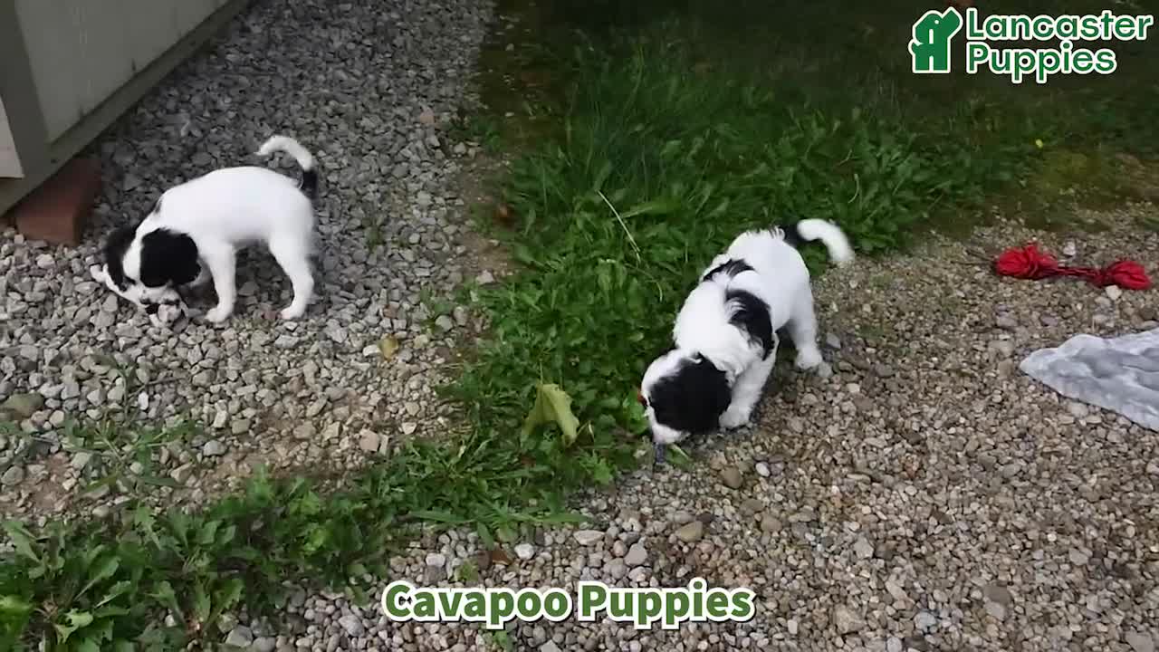 Cavapoo dogs for sale: Karson - Video 1
