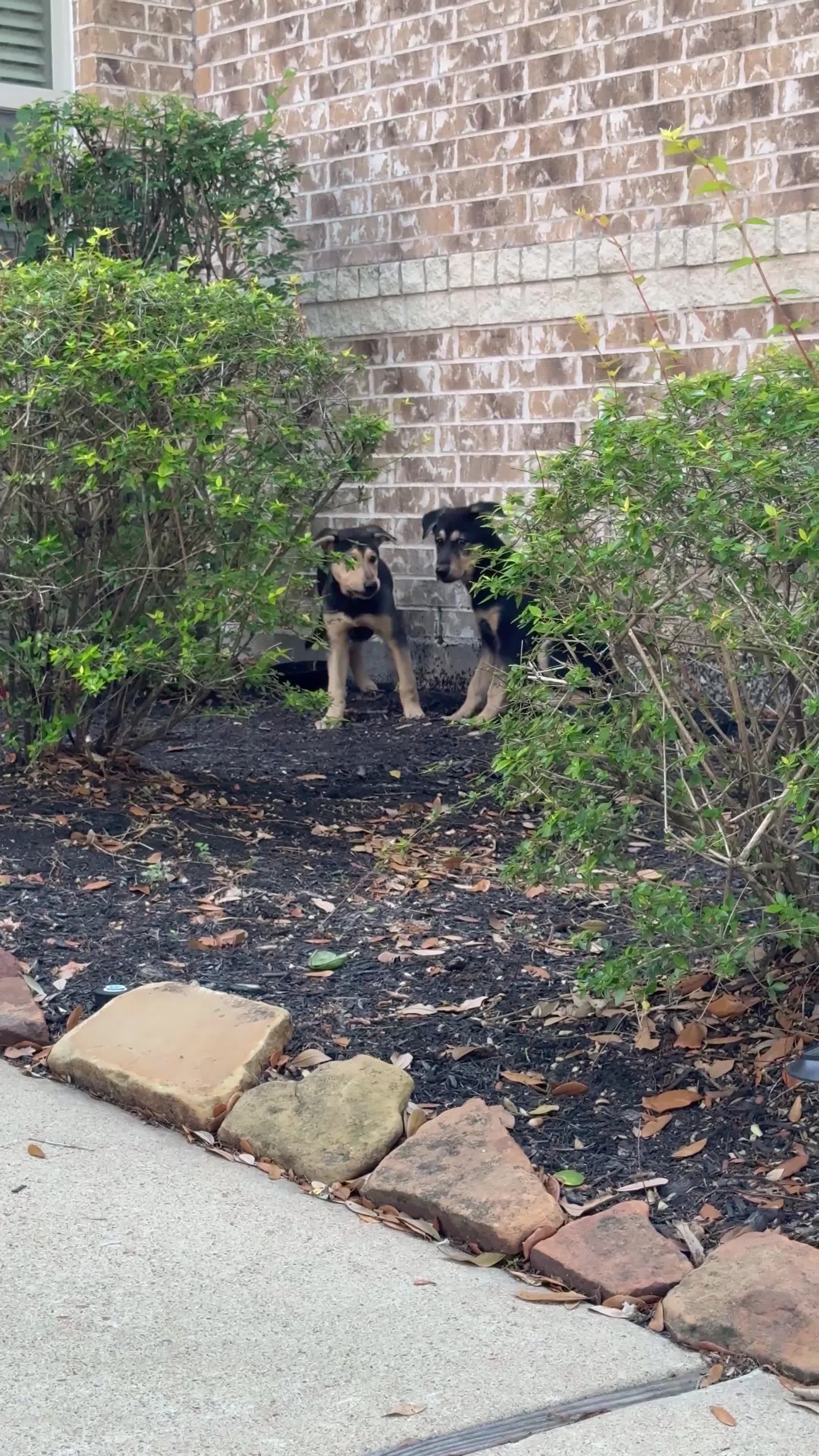 Sheprador dogs for sale: Sheprador Puppy 2 - Video 1