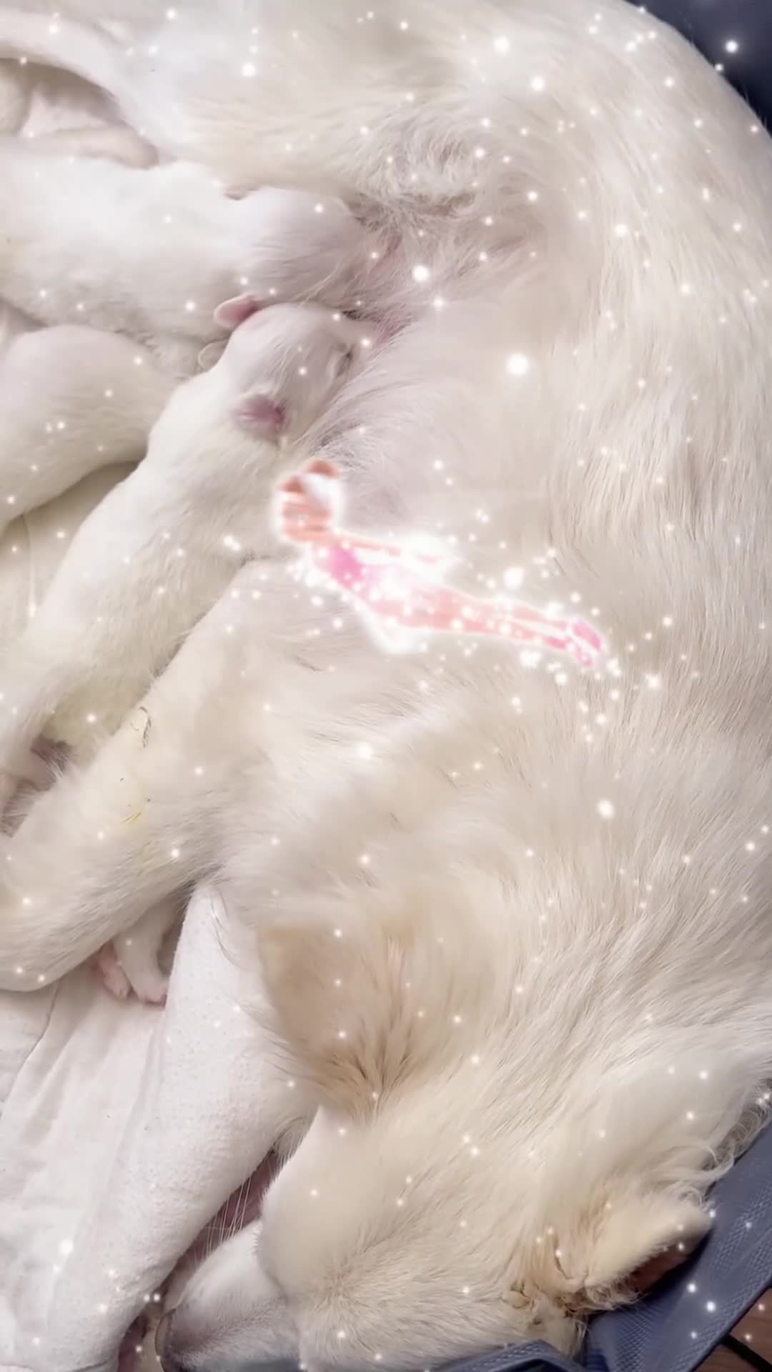 American Eskimo dogs for sale: American Eskimo Puppy 3 ~AVAILABLE NOW - Video 1