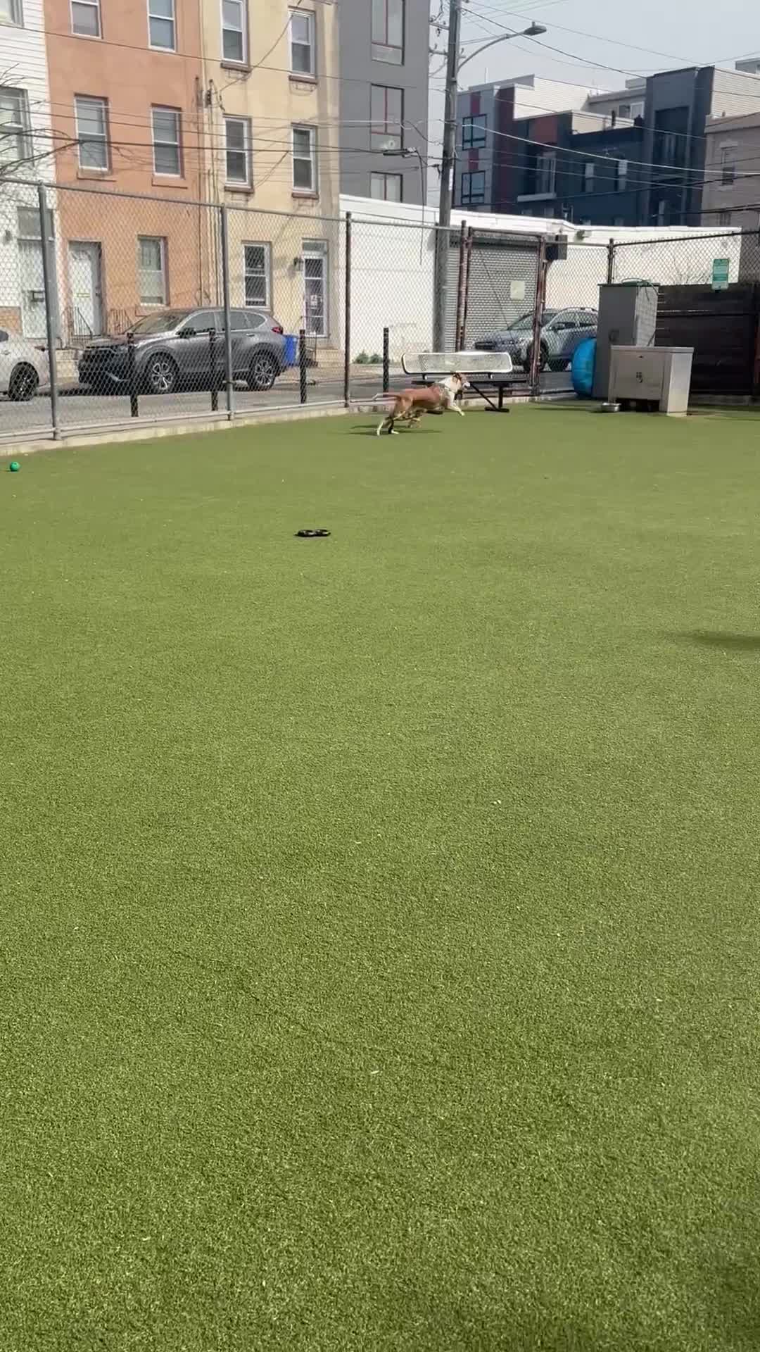American Pit Bull Terrier dogs for sale: Stella  - Video 1