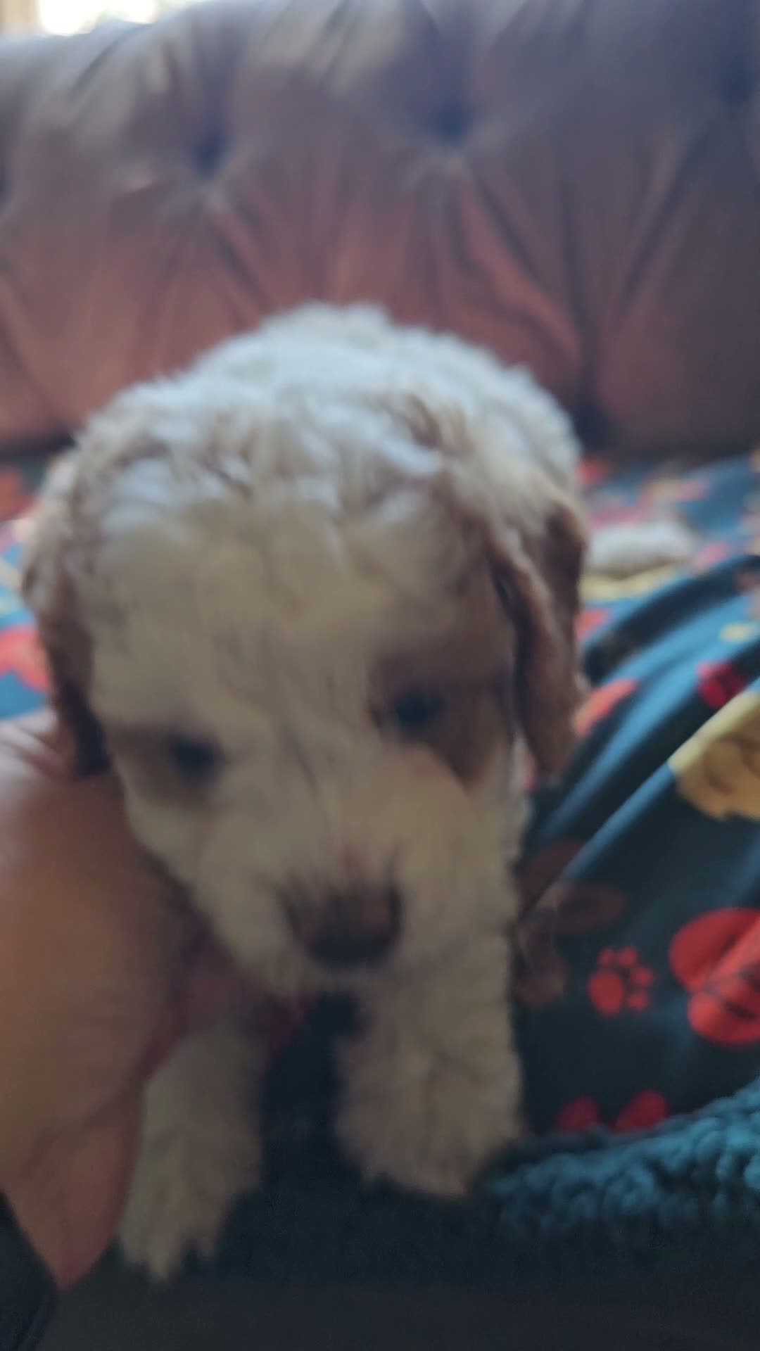 Cavapoo dogs for sale: Cavapoo 3 - Video 1