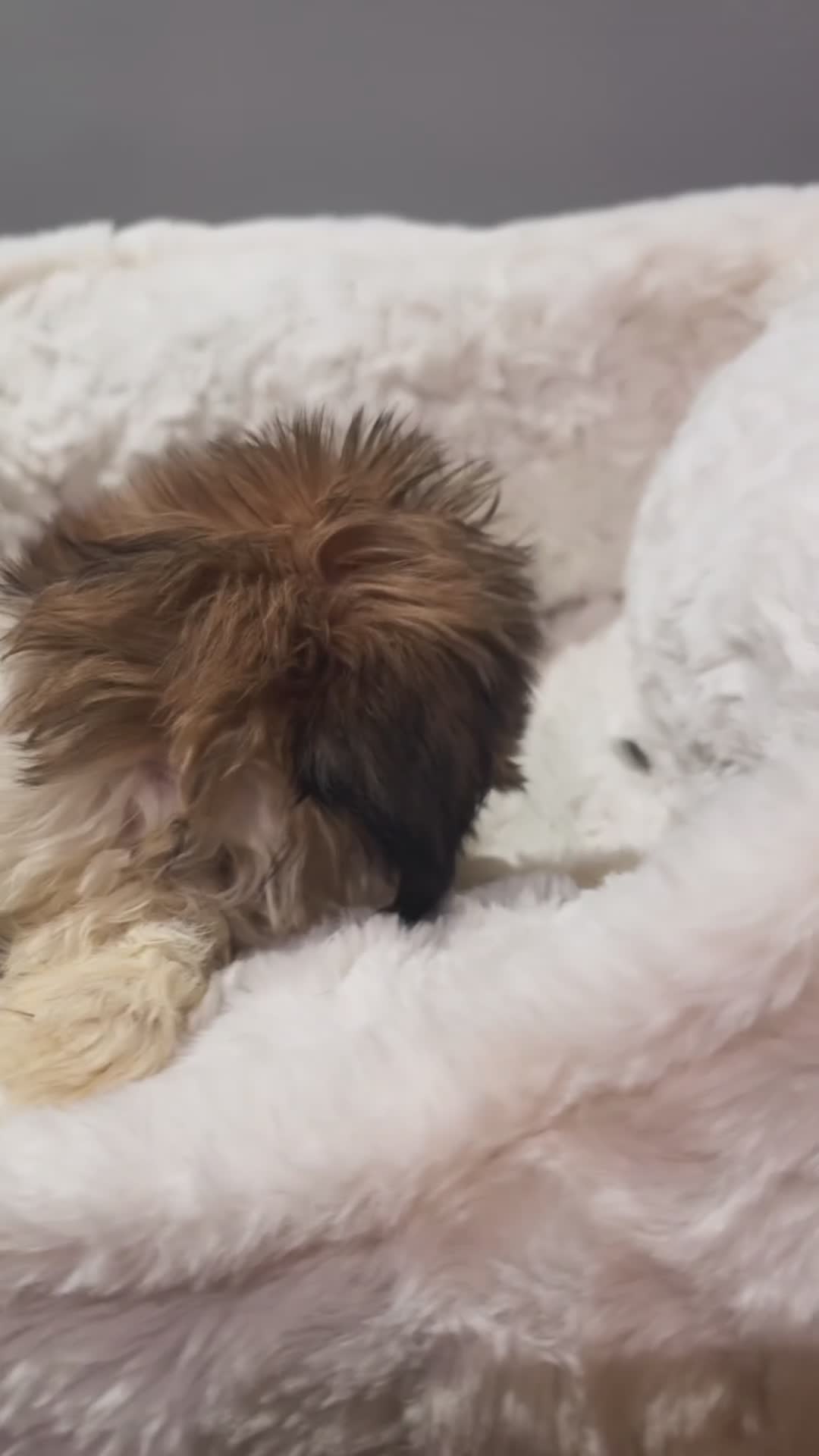 Shihpoo dogs for sale: Bambi  - Video 3