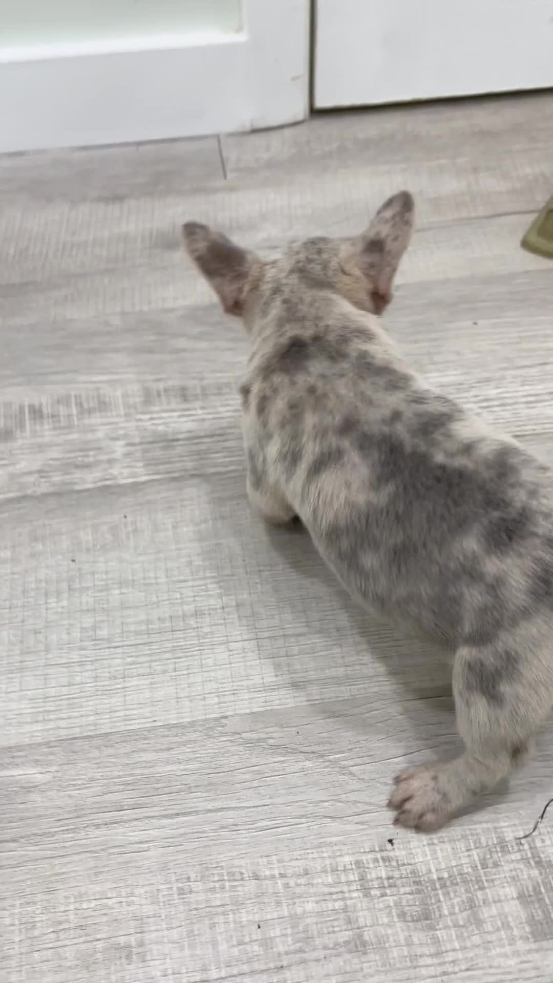 French Bulldog dogs for sale: Marco - Video 1