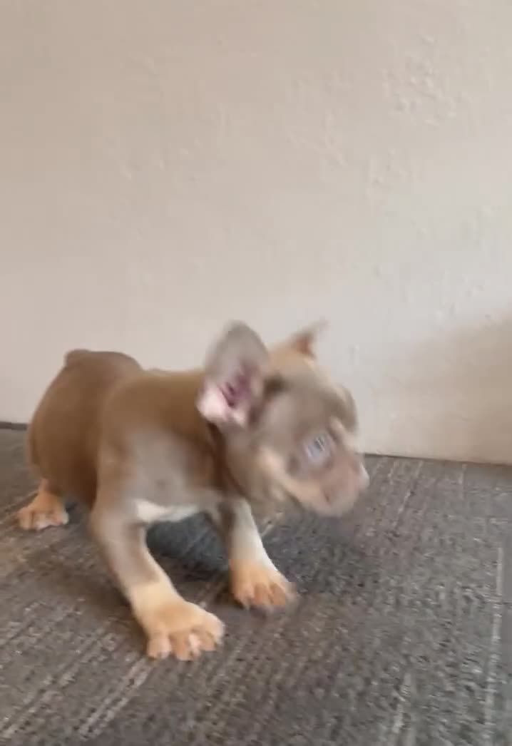 French Bulldog dogs for sale: CHUCKY-ISABELLA FLUFFY CARRIER in CALI, USA DELIVERY! - Video 2