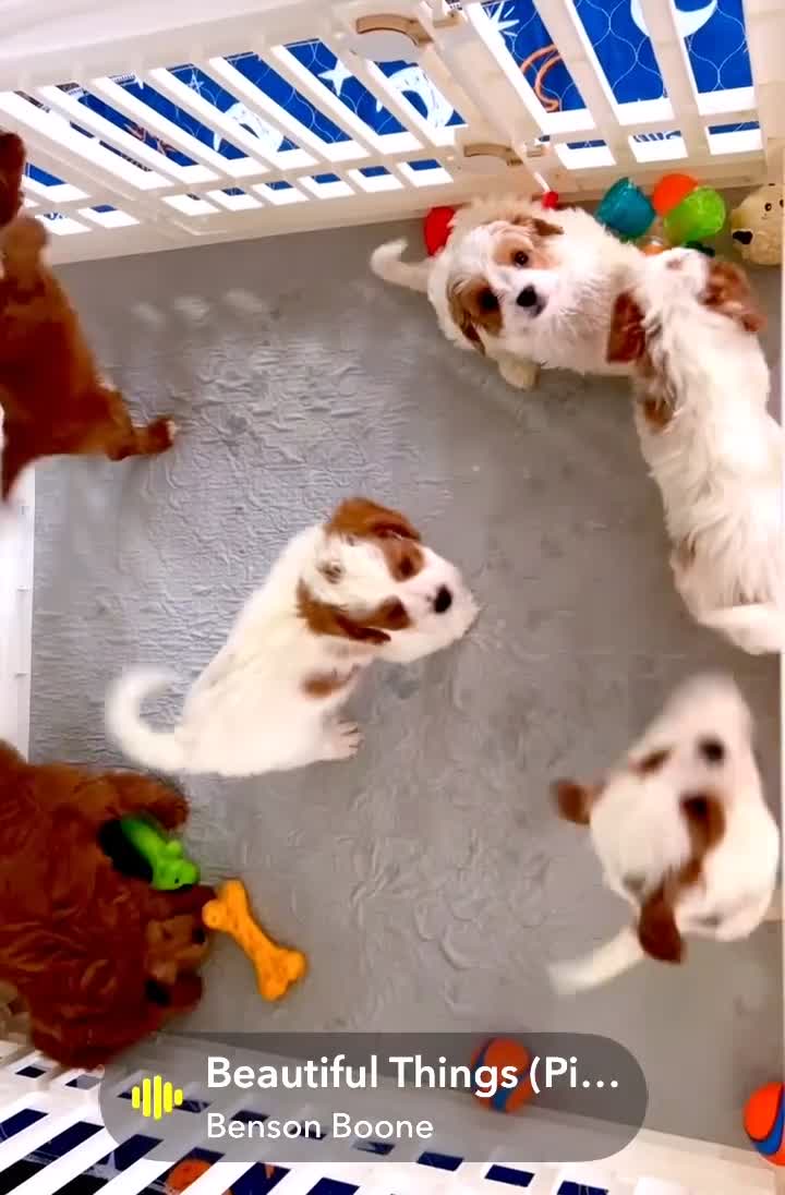 Cavapoo dogs for sale: Nala 💗 - Video 1