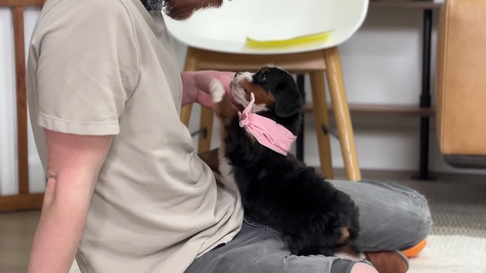 Mini Bernedoodle dogs for sale: Tori - Video 1