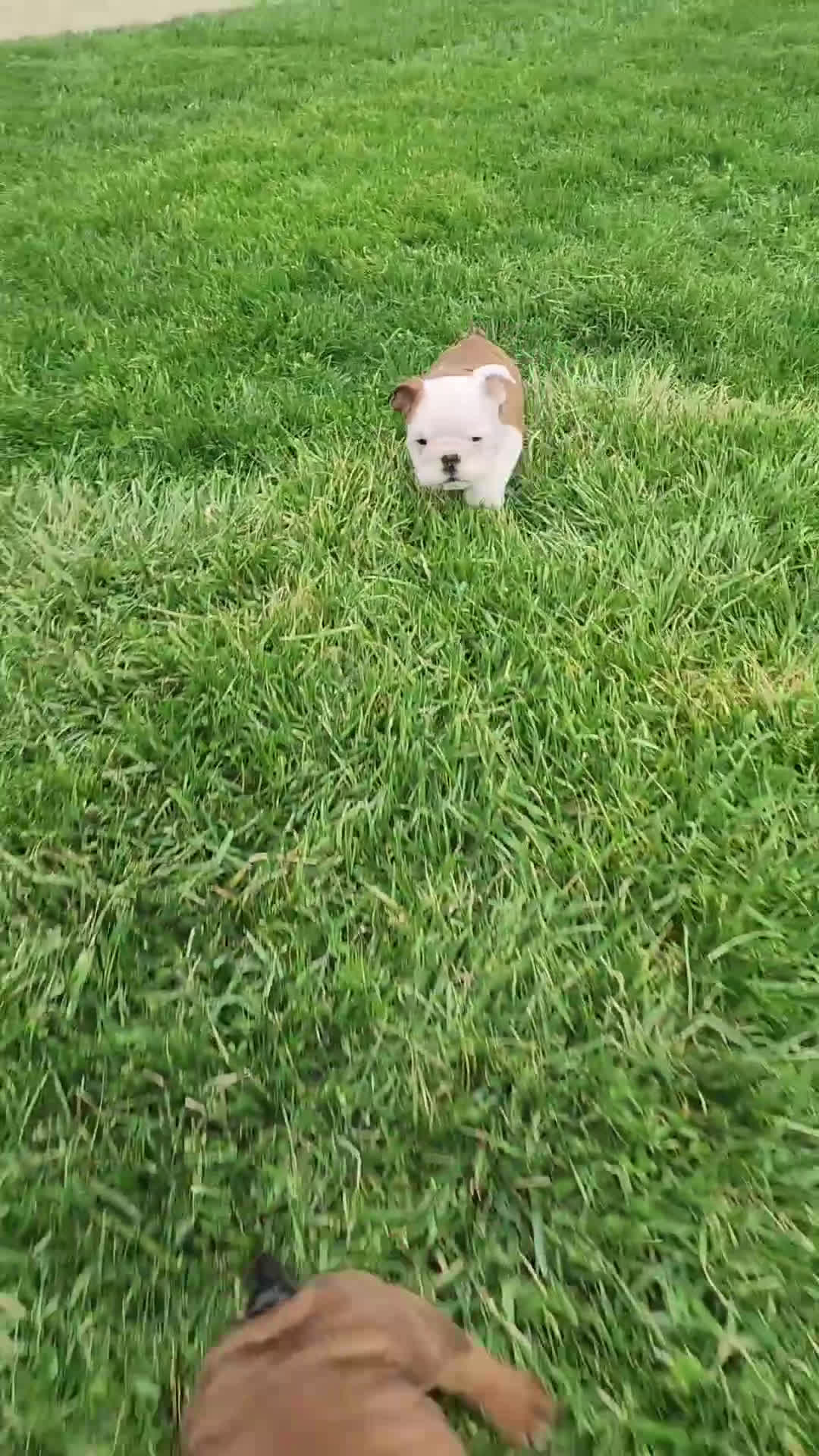 English Bulldog dogs for sale: AKC Arnold  - Video 1