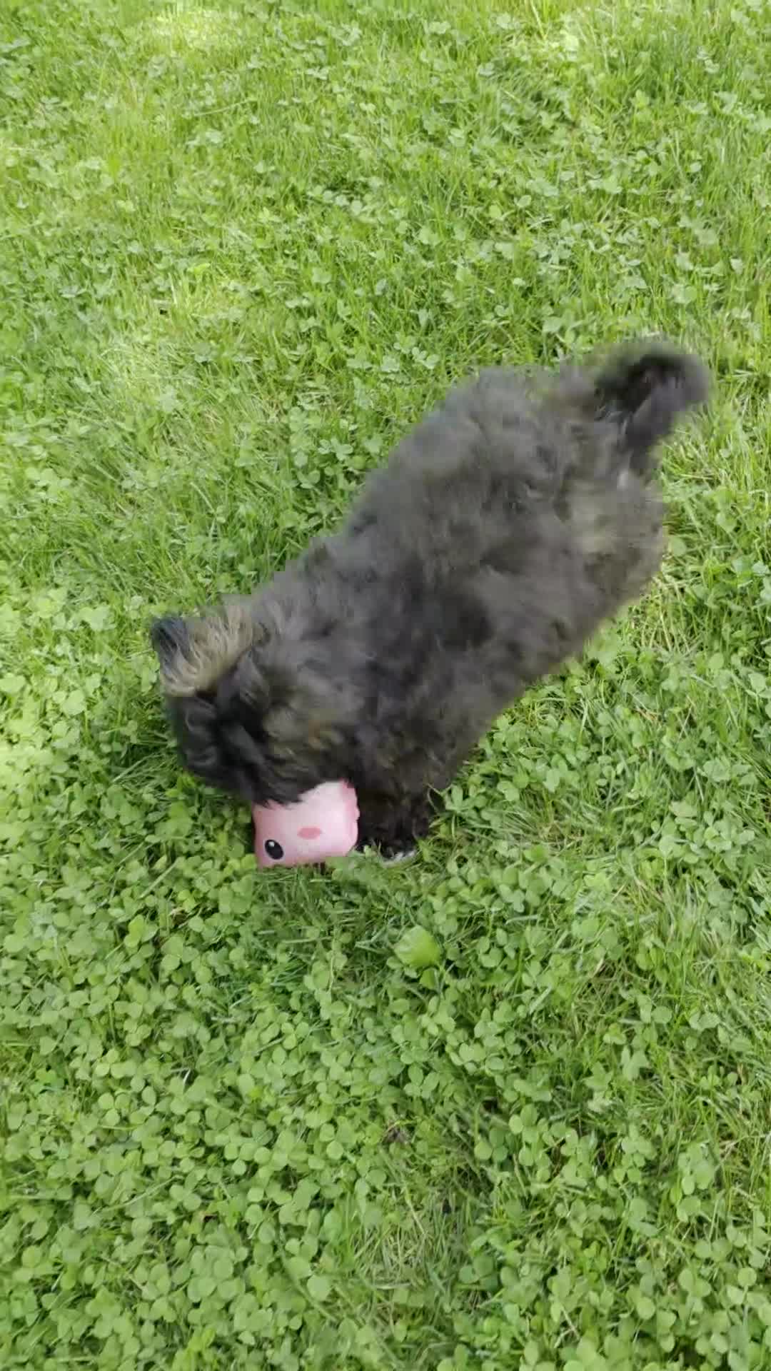 Shihpoo dogs for sale: Lenny - Video 2