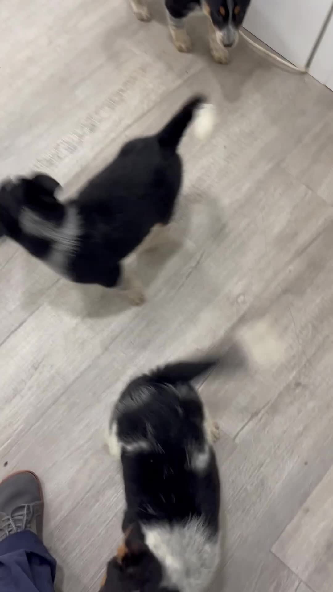Australian Cattle Dog dogs for sale: Rover - Video 2