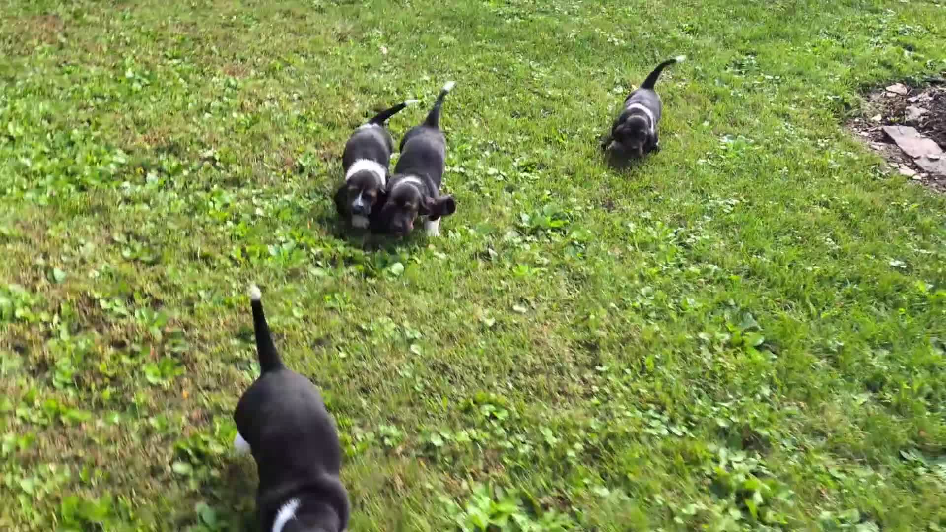 Basset Hound dogs for sale: Ginger - Video 3