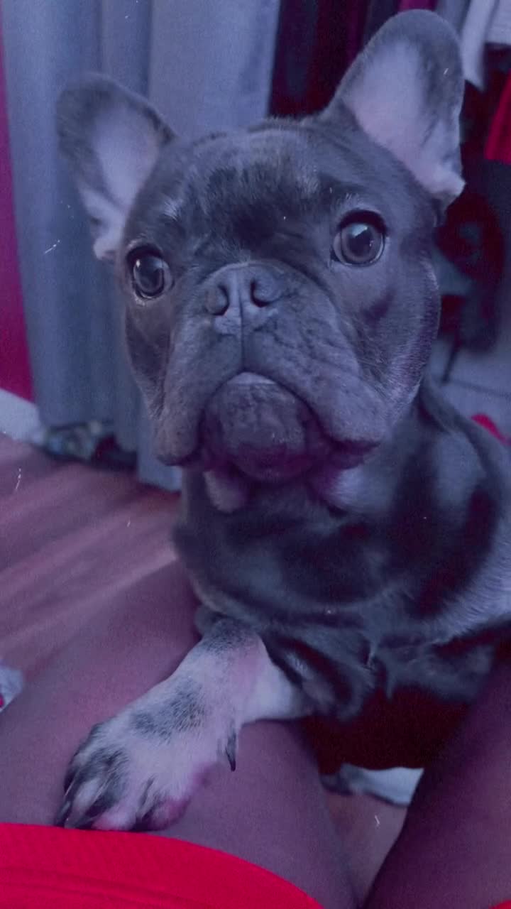 French Bulldog dogs for sale: Blaze - Video 1