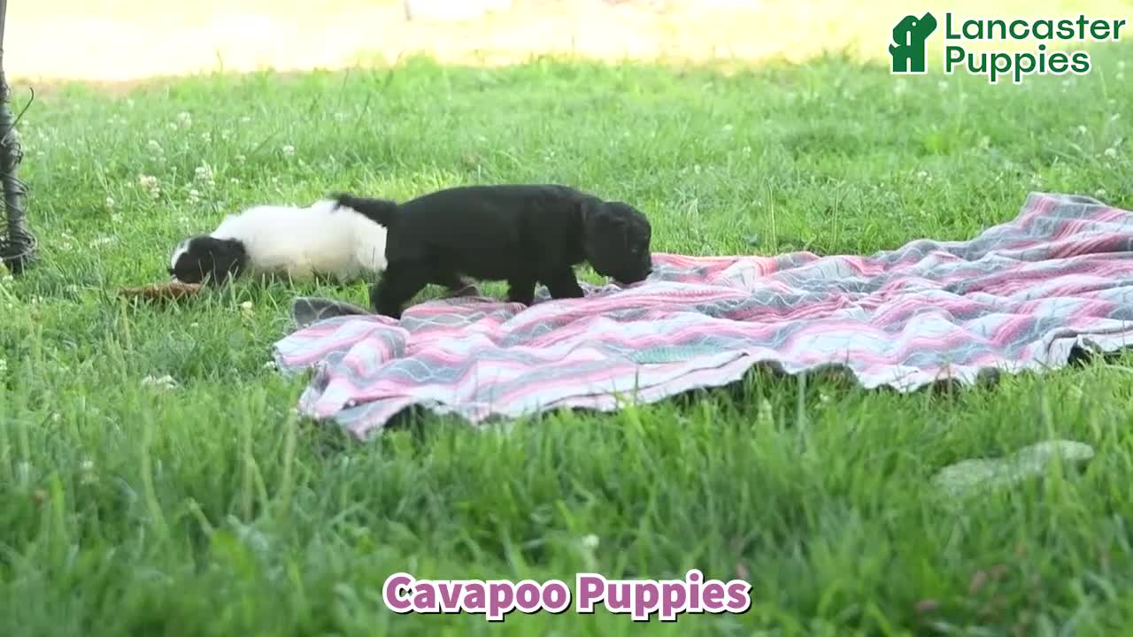 Cavapoo dogs for sale: Willow  - Video 1