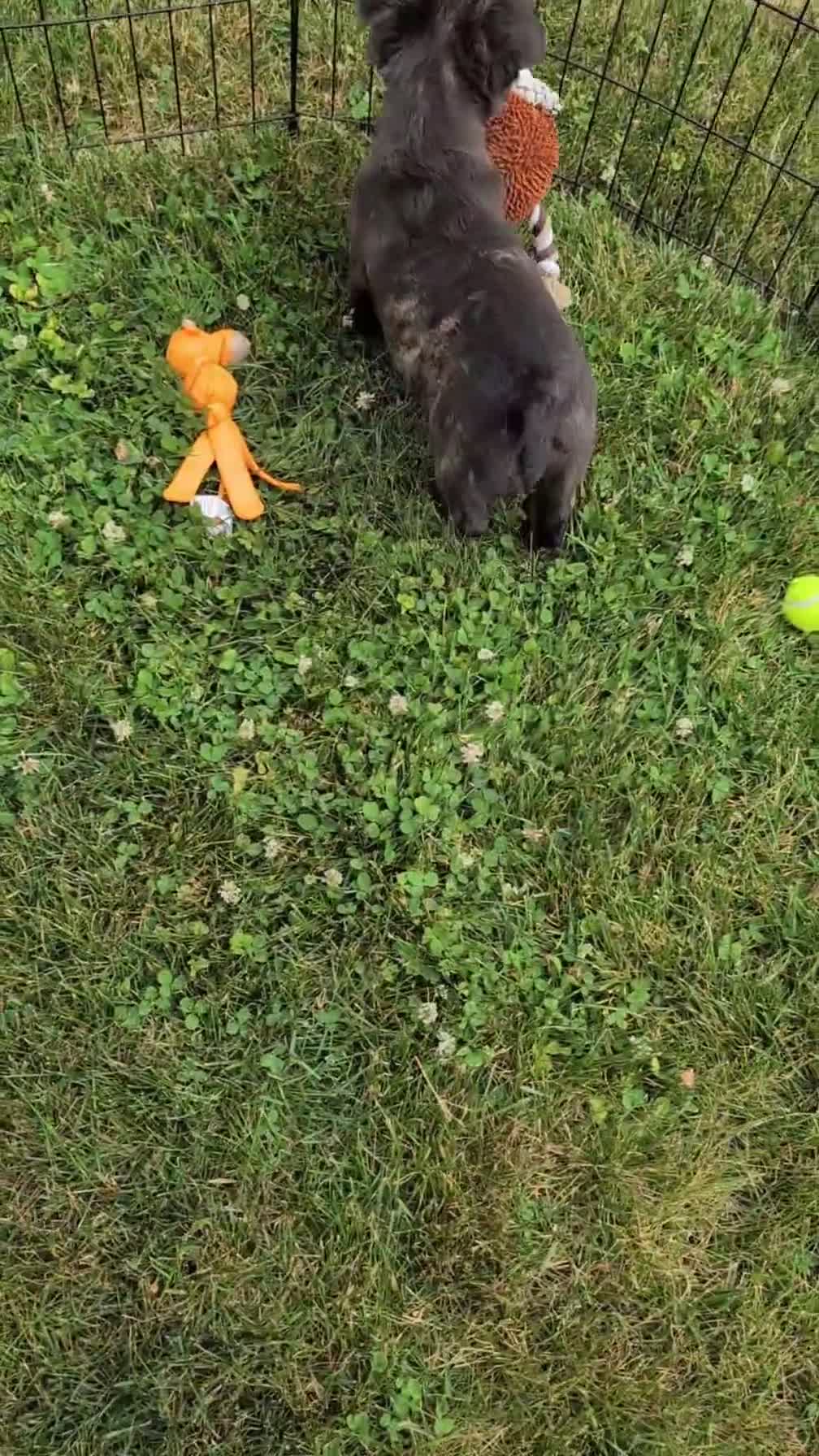 French Bulldog dogs for sale: Emmy - Video 1