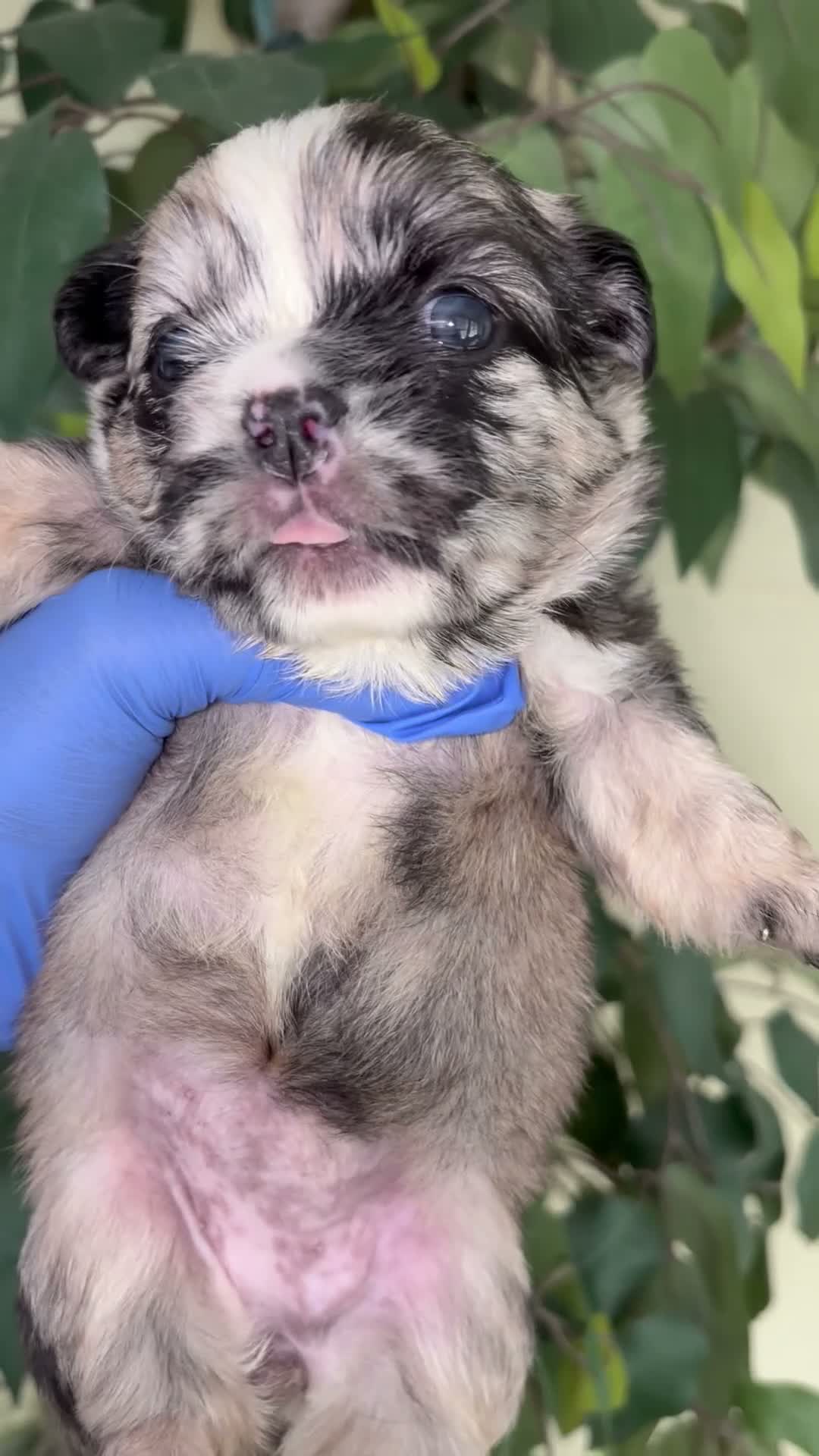 French Bulldog dogs for sale: Fluffy frenchie - Video 2