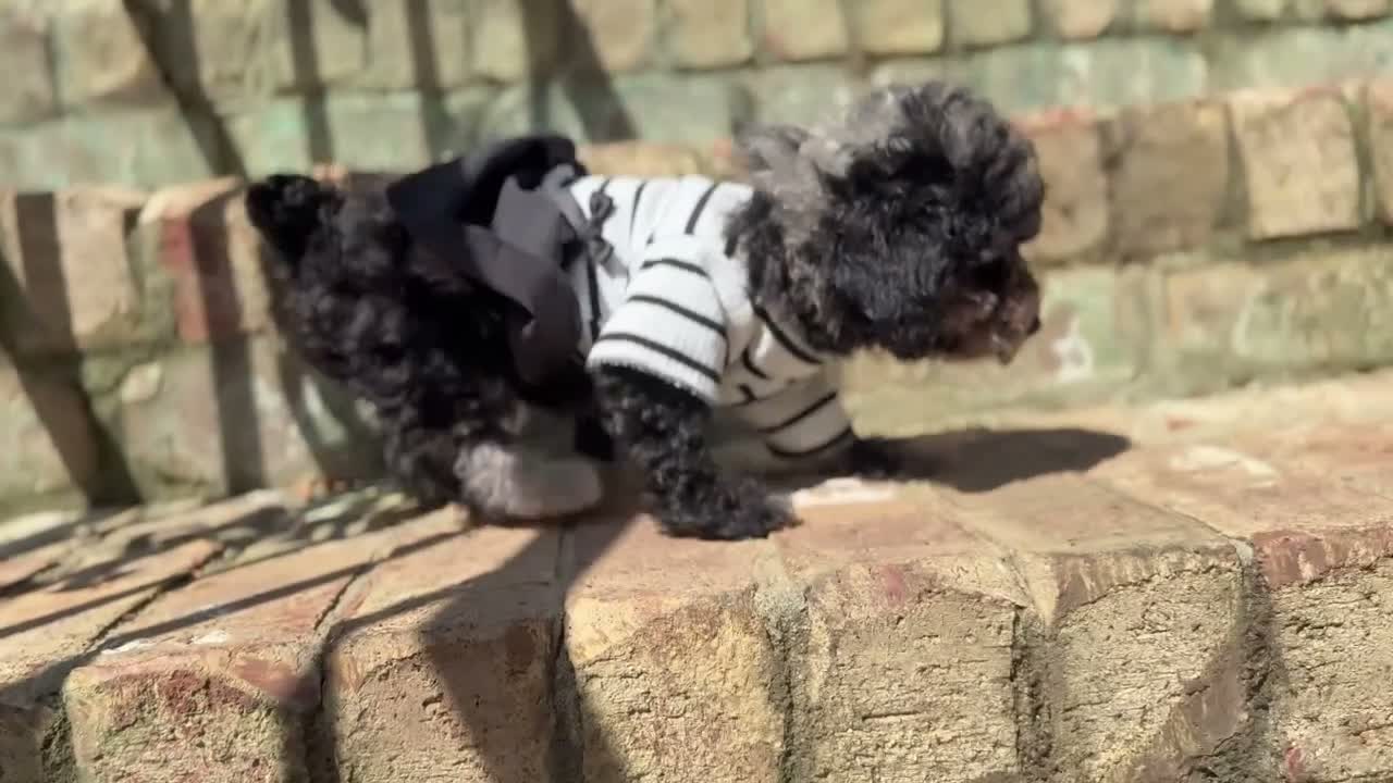 Miniature Poodle dogs for sale: Latte - Video 1