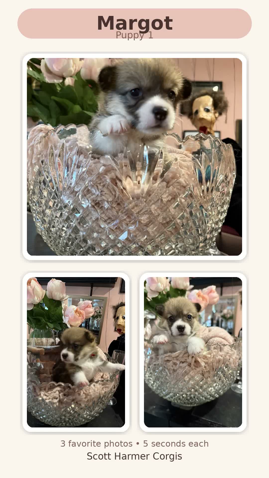 Welsh Corgi Pembroke dogs for sale: Hemi - Video 1