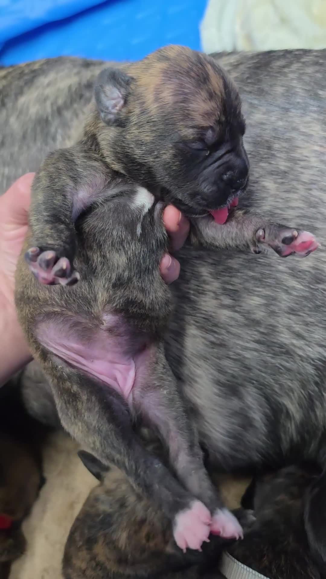Cane Corso dogs for sale: Cane Corso Puppy 2 - Video 1