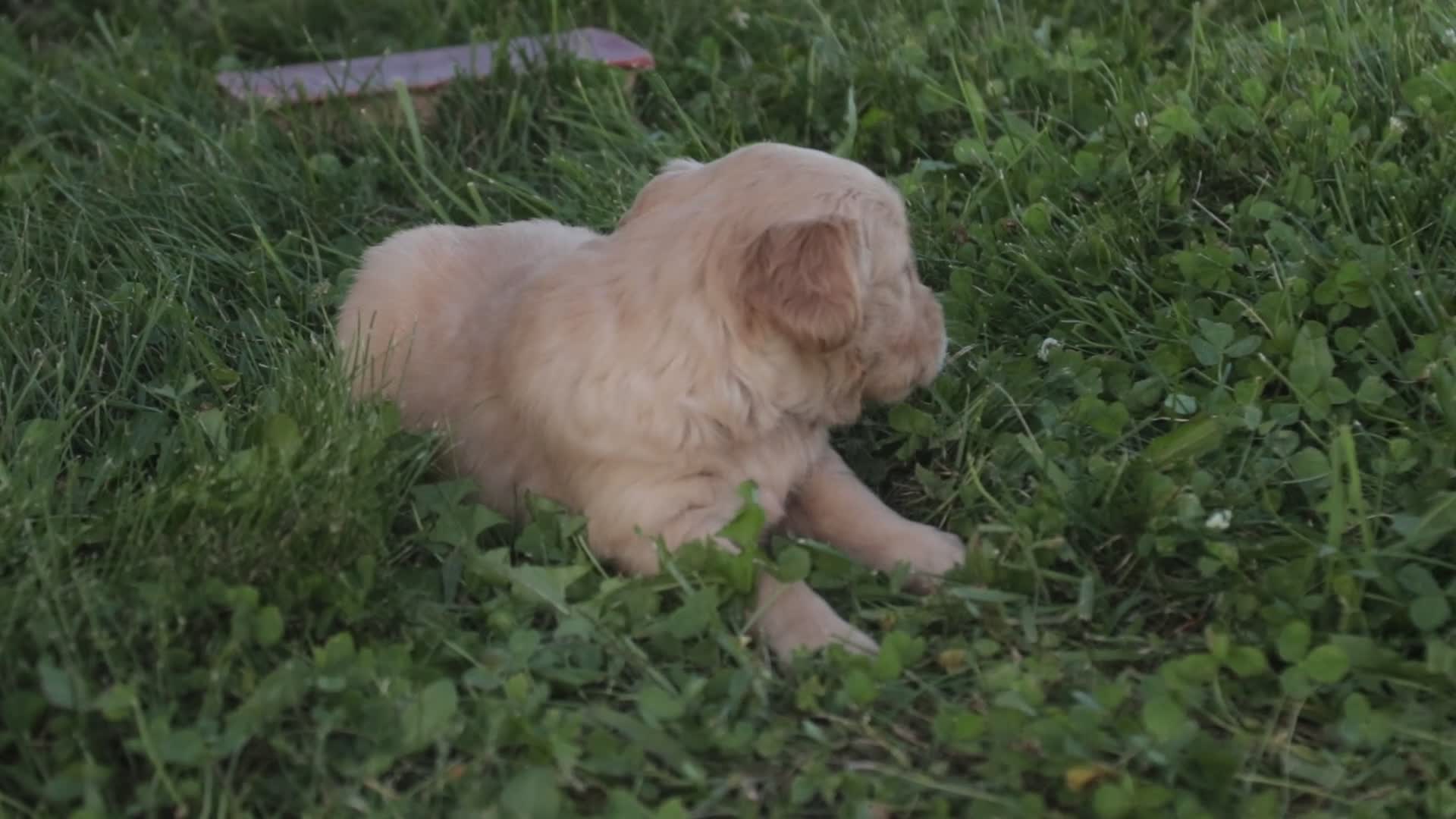 Golden Retriever dogs for sale: Meg Golden Retriever  - Video 1