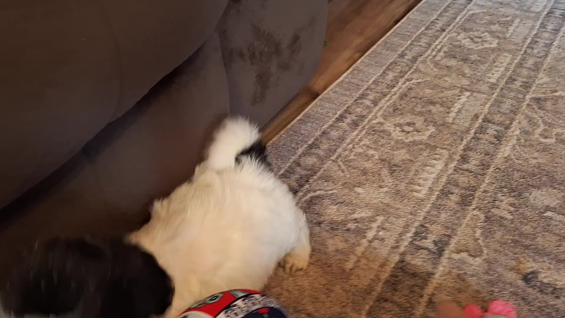 Teddy Bear dogs for sale: Rosie - Video 1