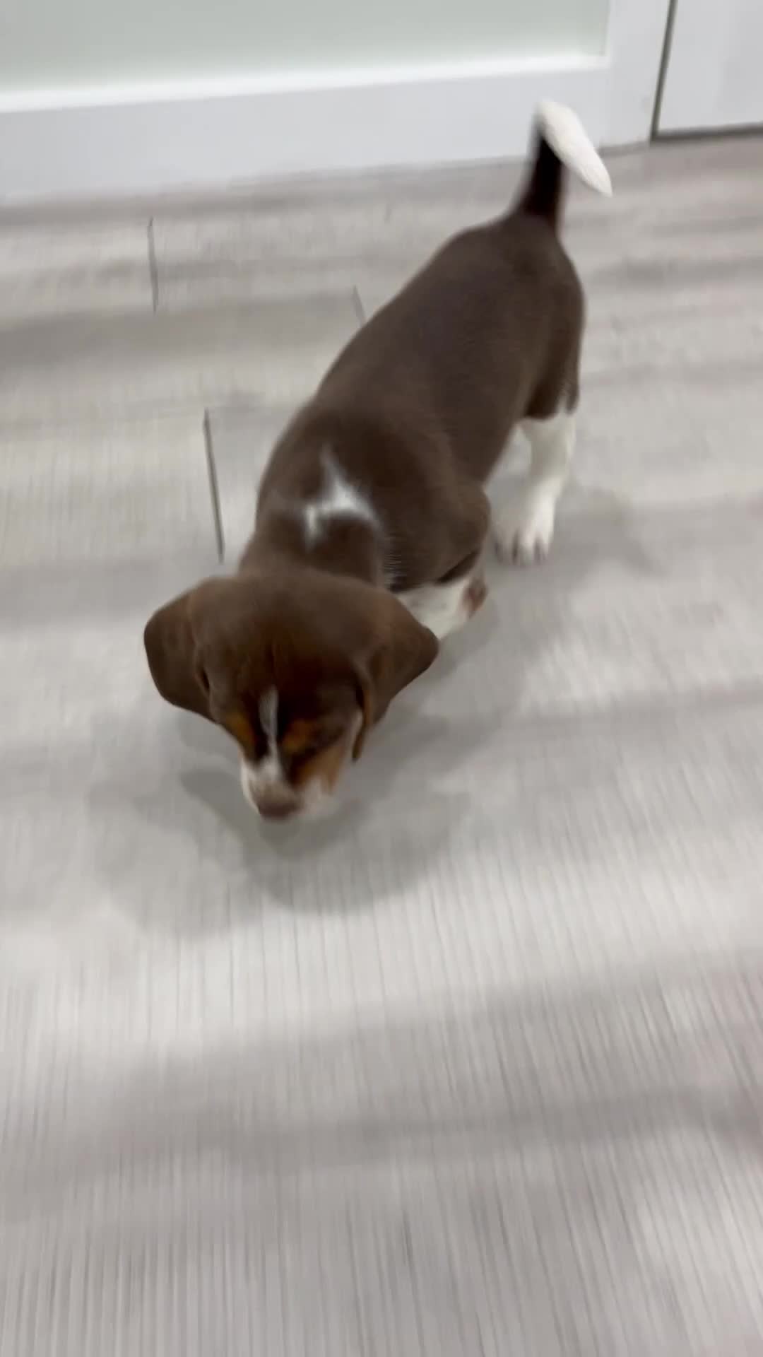 Beagle dogs for sale: Sadie - Video 1