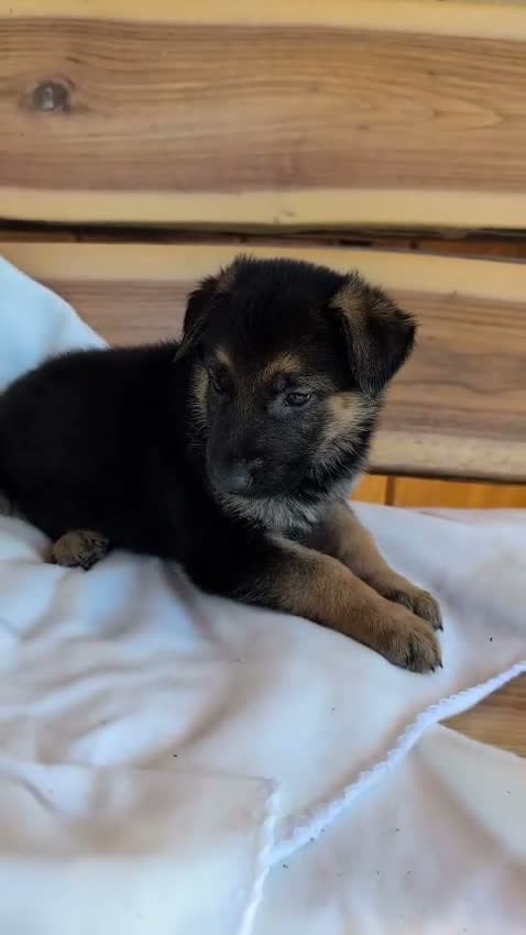 German Shepherd dogs for sale: 🐾CHARLIE 🐾 - Video 1
