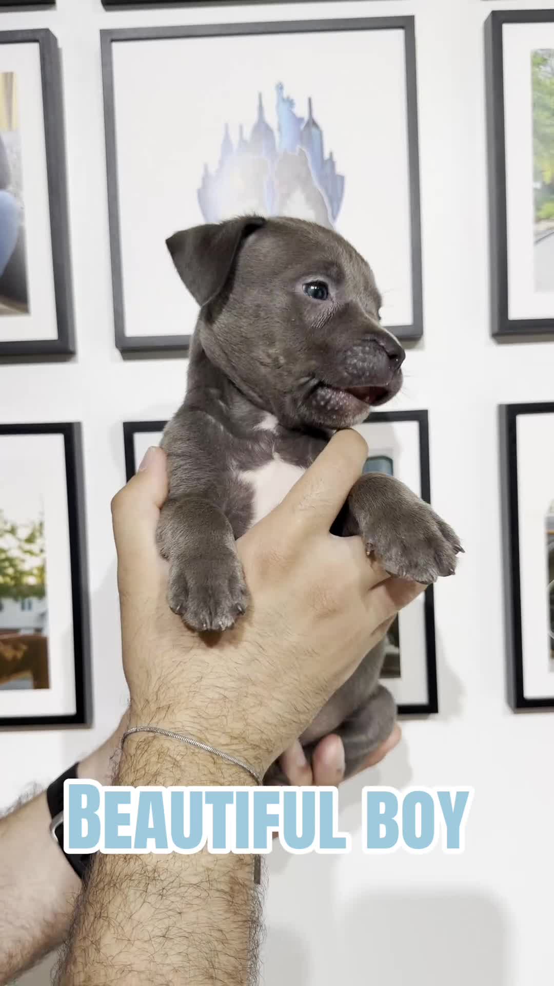 American Bully dogs for sale: American Bully 2 - Video 1