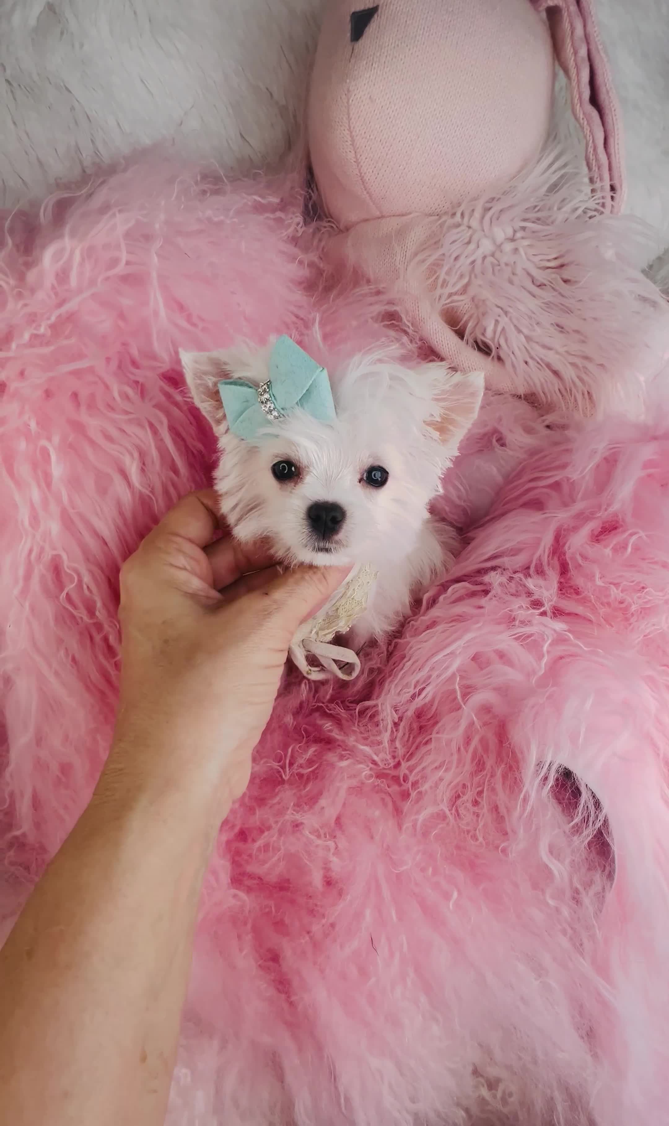 Maltese dogs for sale: Maltese Puppy 1 - Video 1