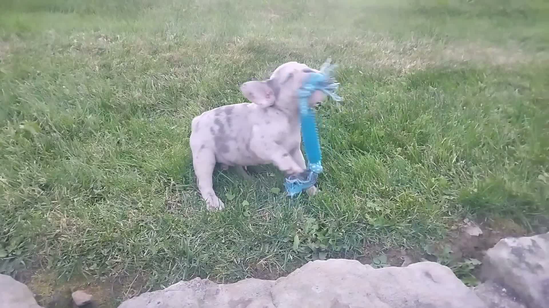 French Bulldog dogs for sale: Mason - Video 1
