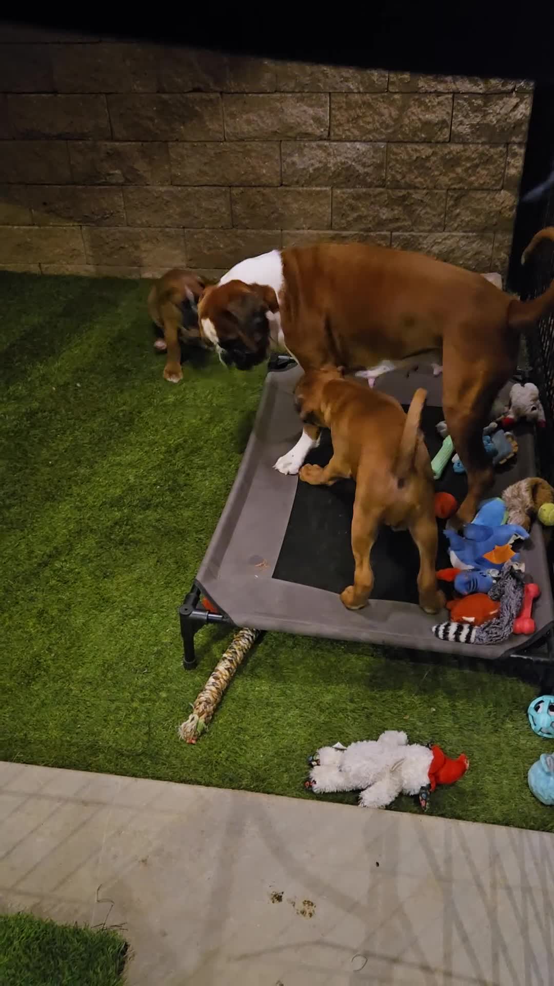 Boxer dogs for sale: Boxer Puppy 2 - Video 1
